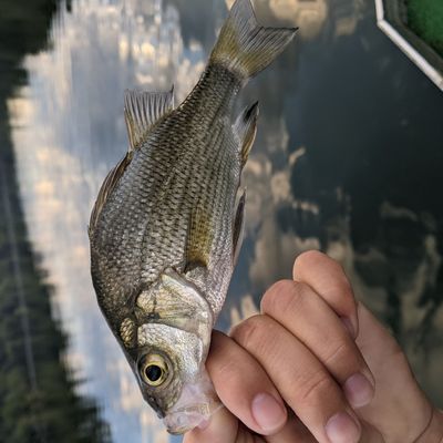 Fishing in Loch Raven Reservoir | Fishbrain