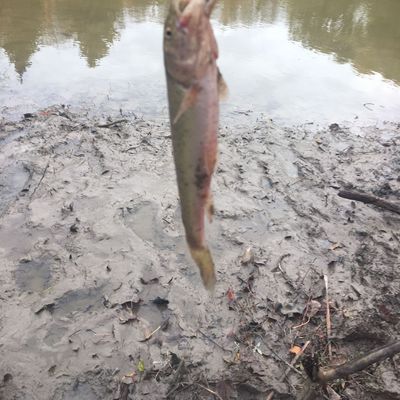 Fishing In Nine Mile River Fishbrain