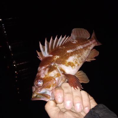Recently caught Copper rockfish