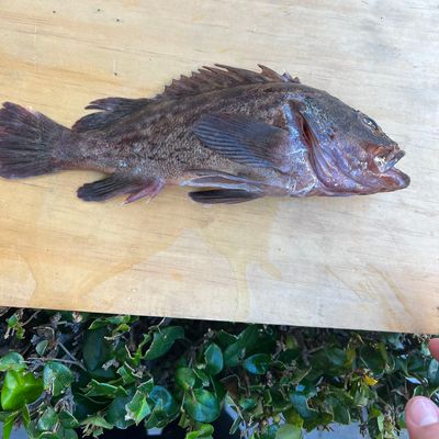 Recently caught Copper rockfish