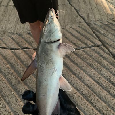 Catch from FishermanJones69