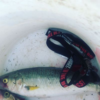 Recently caught Australian salmon
