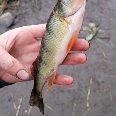 Recently caught Yellow perch