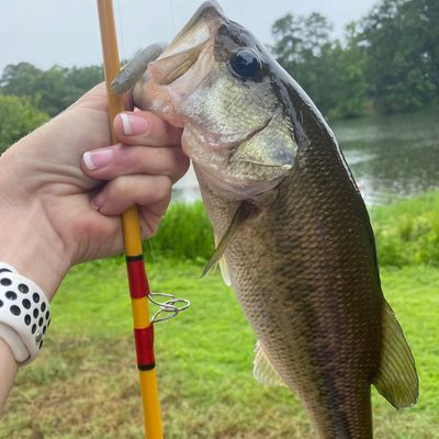 Fishing reports, best baits and forecast for fishing in High Falls Lake