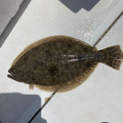 Catch from bigbait-bigfish