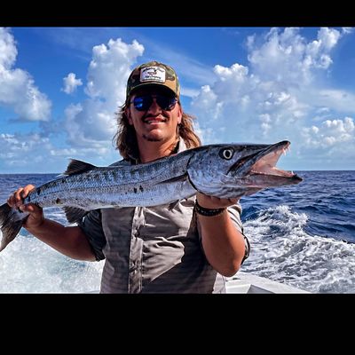 Recently caught Great barracuda
