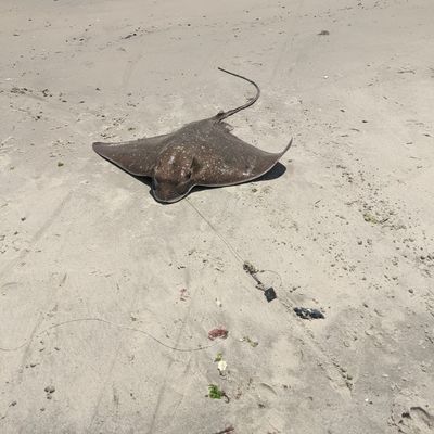 Fishing for Bluntnose stingray near you