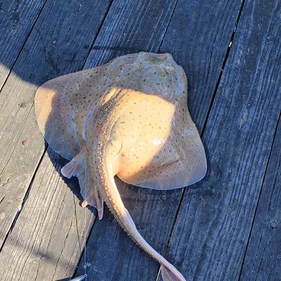 Recently caught Blue skate