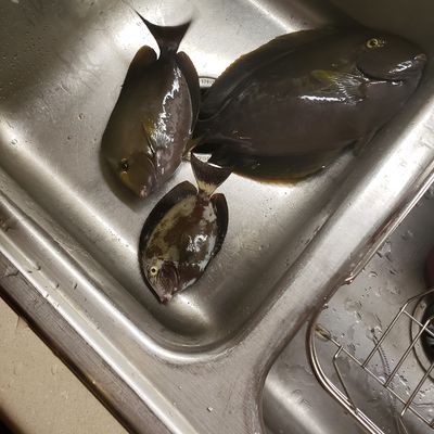 Recently caught Eyestripe surgeonfish