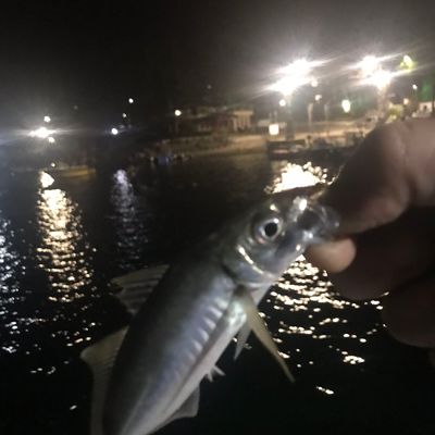 Recently caught Bigeye scad