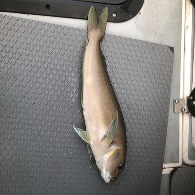 Recently caught Lake whitefish