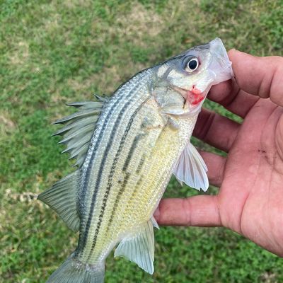 Recently caught Yellow bass