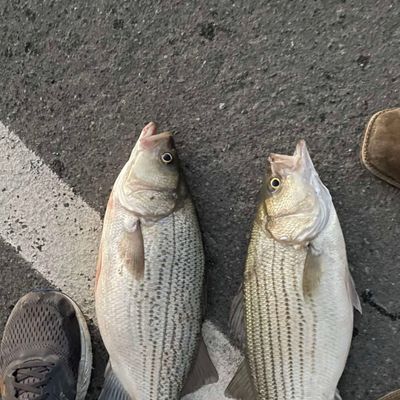 Thomas Hill Reservoir Fishing Map Fishing In Thomas Hill Reservoir