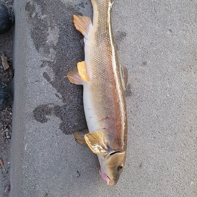 Recently caught Longnose sucker