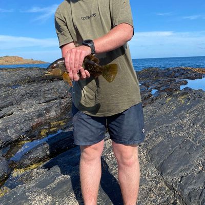 Recently caught Banded wrasse