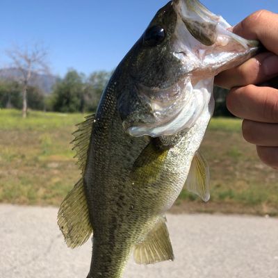 Catch from FishingWithYoshiYoutubeChannel