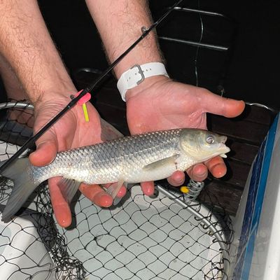 Recently caught Smallmouth yellowfish