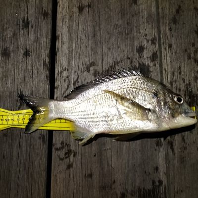 Recently caught Surf bream