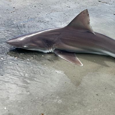 Recently caught Sandbar shark