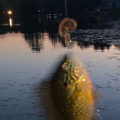 Recently caught Pumpkinseed