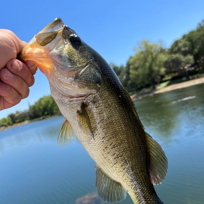 Catch from Bearded_Bass_Master