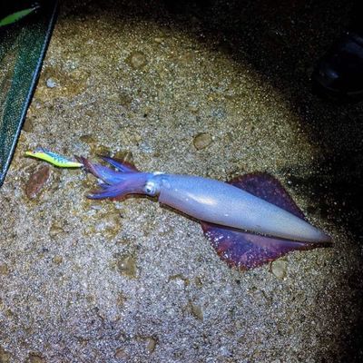 Recently caught Arrow squid