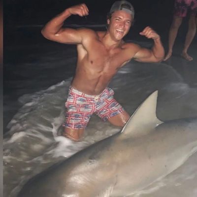 Recently caught Bull shark