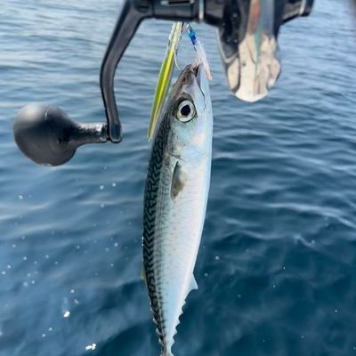 Recently caught Blue mackerel
