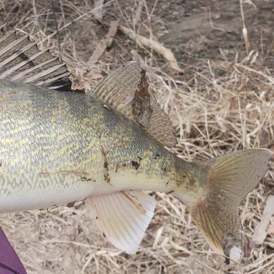 ohio river fishing maps