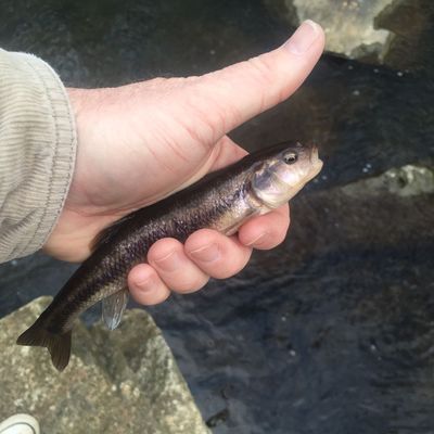 creek chub with horns