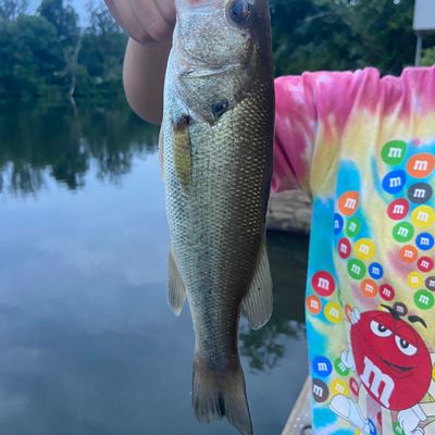 Fishing reports, best baits and forecast for fishing in Lake Roland