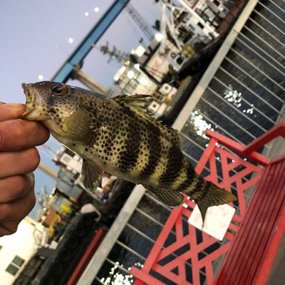 Catch from gonefishin619