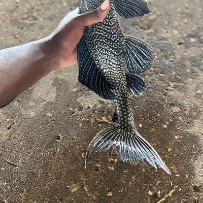 Recently caught Suckermouth catfish