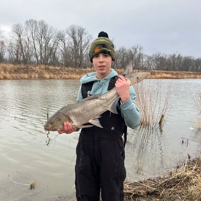 Recently caught Silver carp