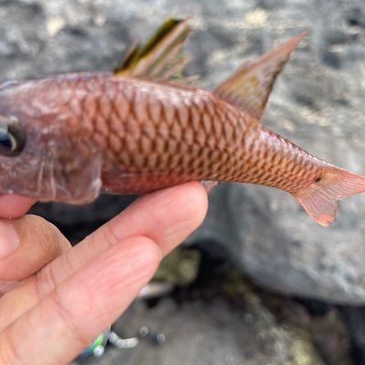 Catch from evancatchesfish