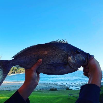 Recently caught Australasian snapper