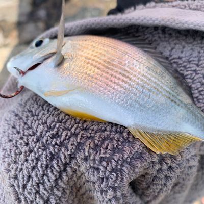 Recently caught Goldlined seabream