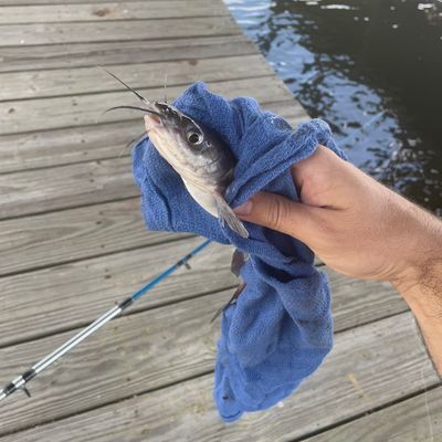 Recently caught Channel catfish