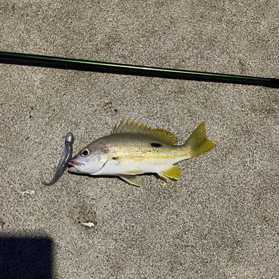 Recently caught Moses perch
