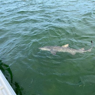 Recently caught Lemon shark