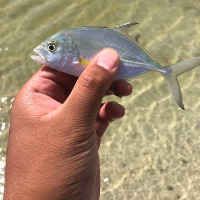 Recently caught Bluefin trevally