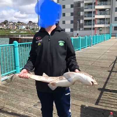 Recently caught Piked dogfish