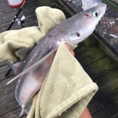 Recently caught Piked dogfish