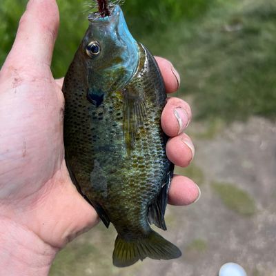 Catch from C.Dot_Fishing
