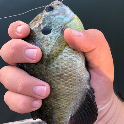 Catch from BassNCrappie