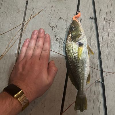 Recently caught White croaker