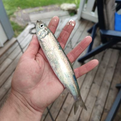 Recently caught Atlantic herring
