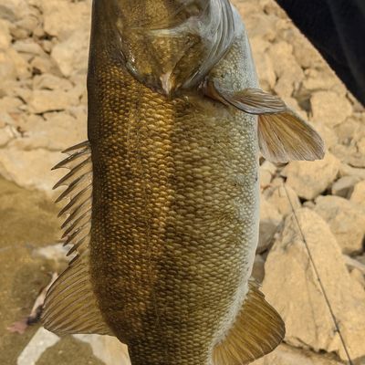 Fishing in Cherokee Lake