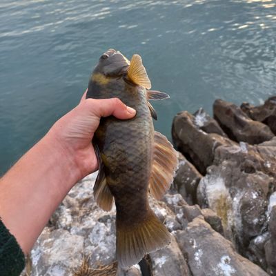 Recently caught Banded wrasse