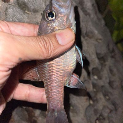 Catch from evancatchesfish